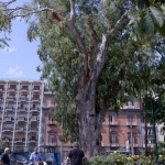 Altri alberi cadono: paura in Villa Comunale (FOTO)