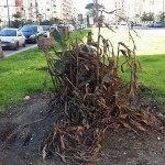 Palme di Viale Augusto: il quartiere vuole nuovi alberi e maggiore pulizia