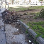Palme di Viale Augusto: il quartiere vuole nuovi alberi e maggiore pulizia