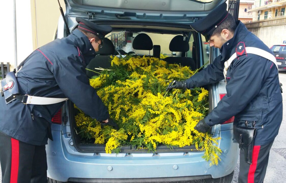 Rubano100 kg di mimose per la festa della donna. Arrestati