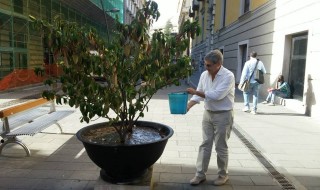 Carmine Attanasio s'improvvisa giardiniere per protesta