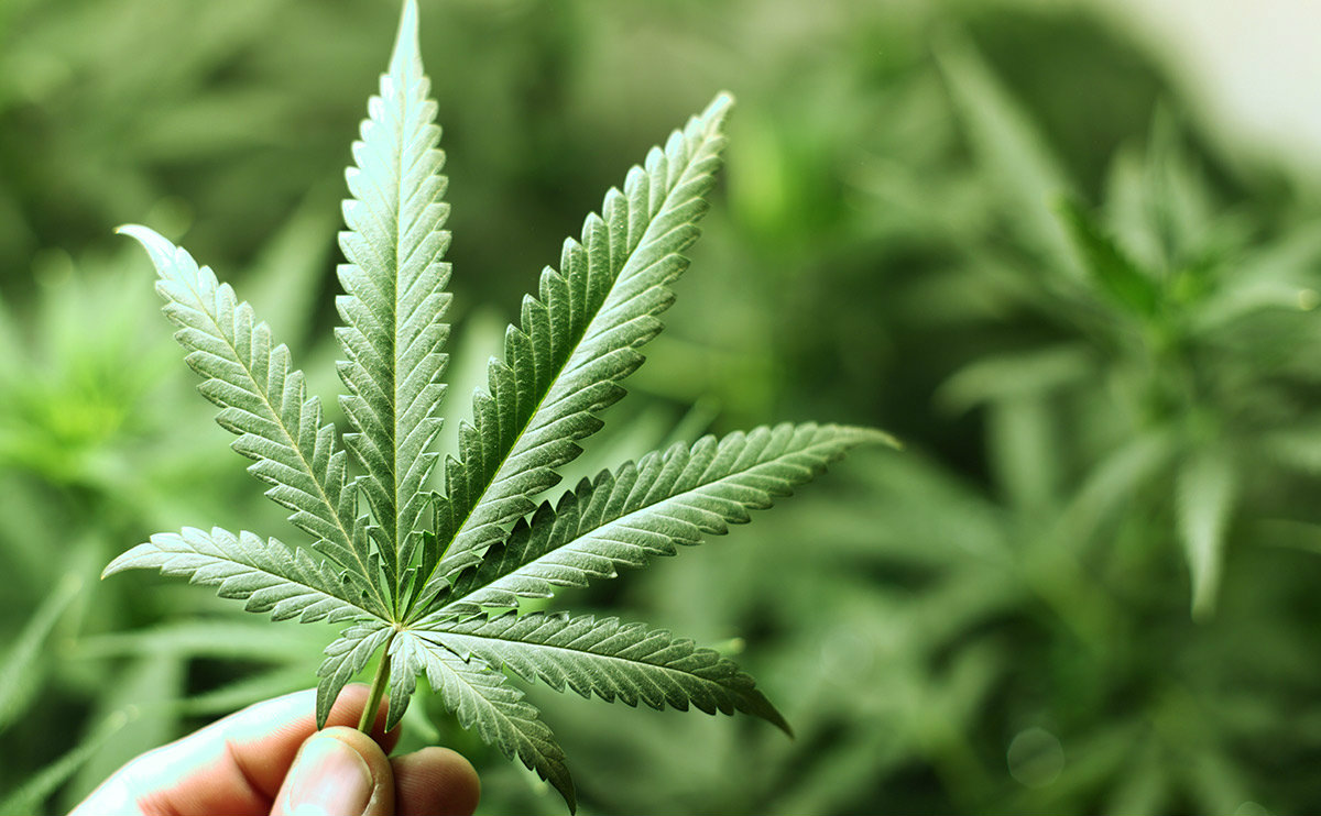 Approvata la legge per l'uso terapeutico della cannabis