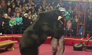 L'orso si ribella durante lo spettacolo e attacca, panico al circo