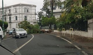 Bomba d'acqua a Napoli, paura in via Tasso per il crollo di un albero (VIDEO)