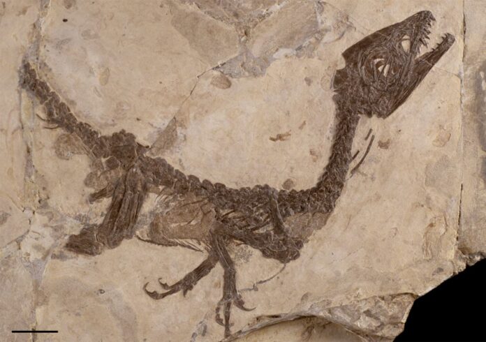 Fossile di dinosauro Ciro esposto al Museo nazionale della natura di Tokyo