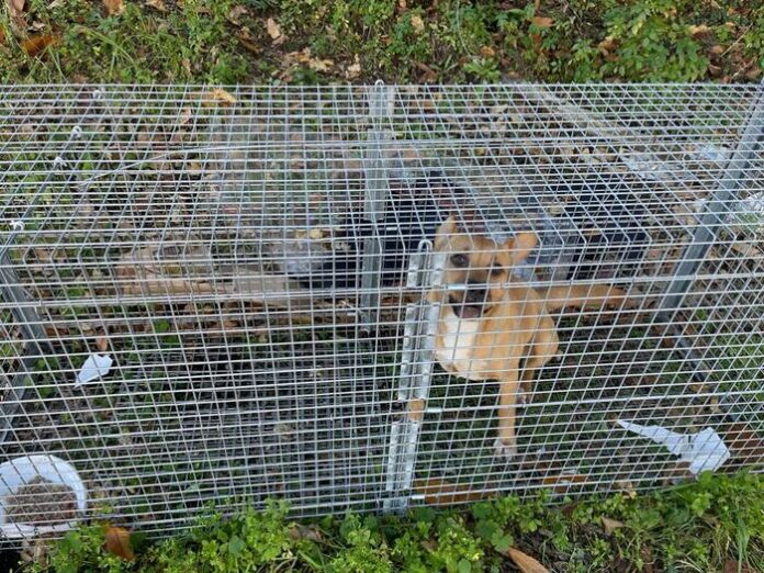 Gabbia-trappola per cani, denunciato 32enne nel Napoletano