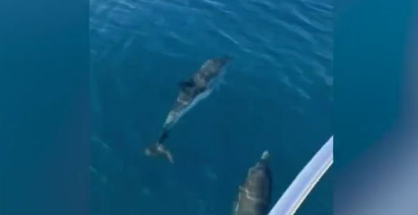 Ischia, delfini giocano con una barca a ridosso dell'isola