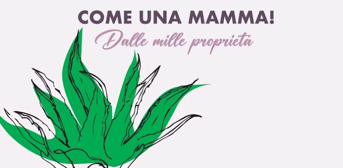 Una “Festa della Mamma” Speciale a Cardito: due giorni dell’Aloe Vera per le mamme a rischio