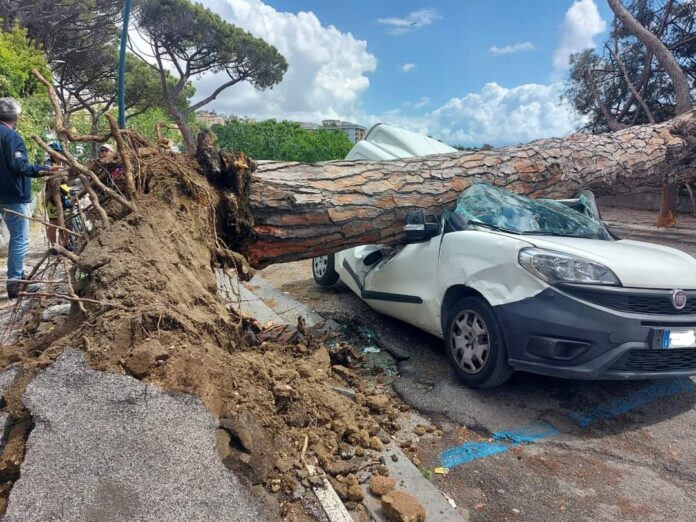 Tragedia sfiorata a Posillipo, albero crolla su furgone: doveva essere abbattuto sabato