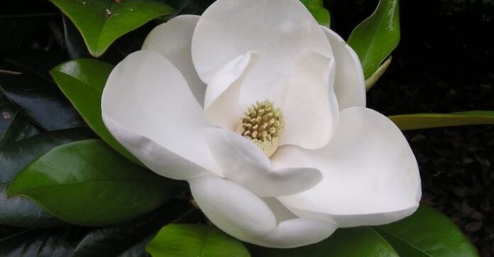 A Napoli una magnolia in segno dell'amicizia con la Francia