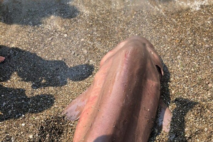 Ritrovato in spiaggia a Sapri uno squalo vacca
