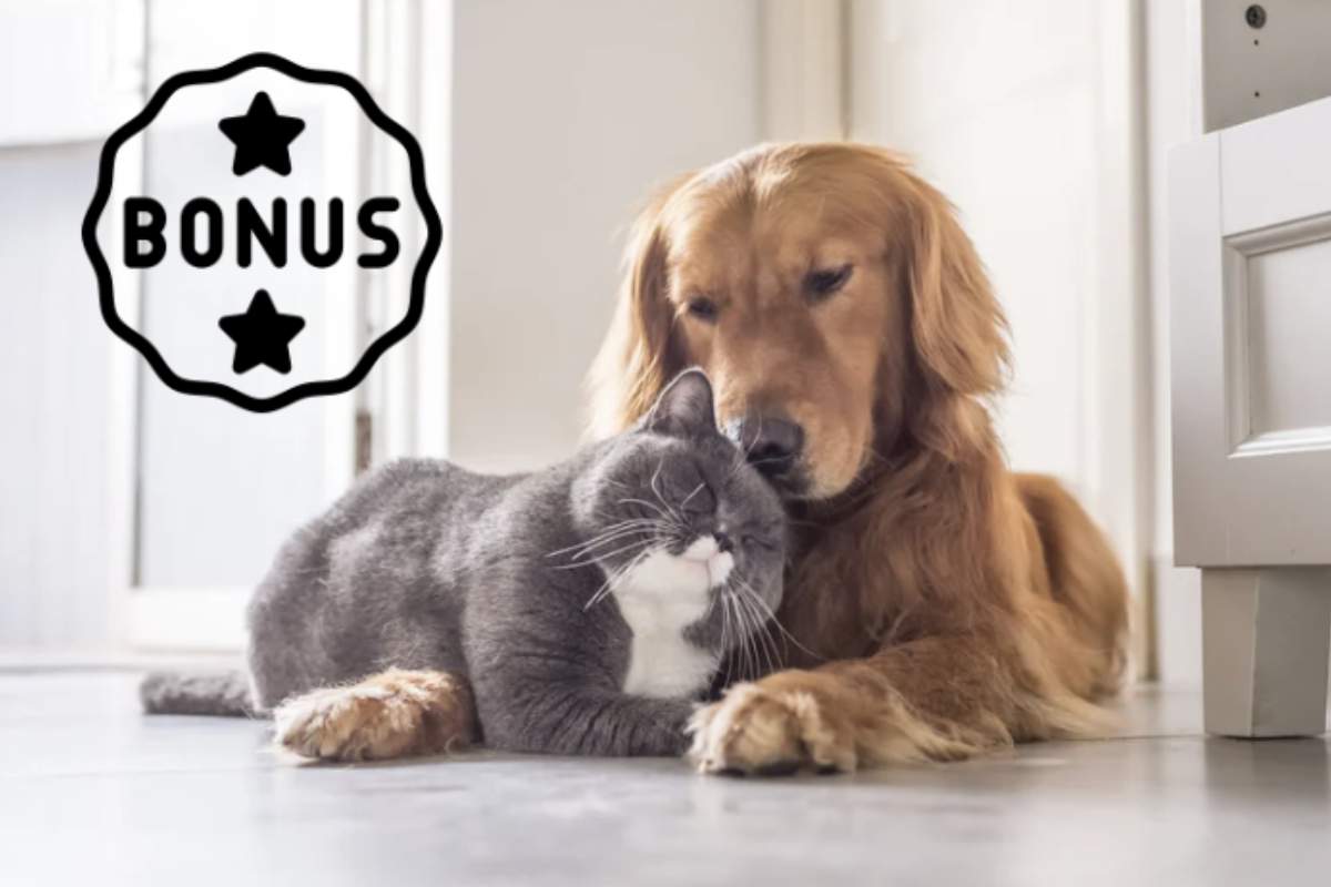 e spese legate alla cura degli animali d’affezione, che includono alimentazione, cure veterinarie, accessori e, per alcuni, assicurazioni