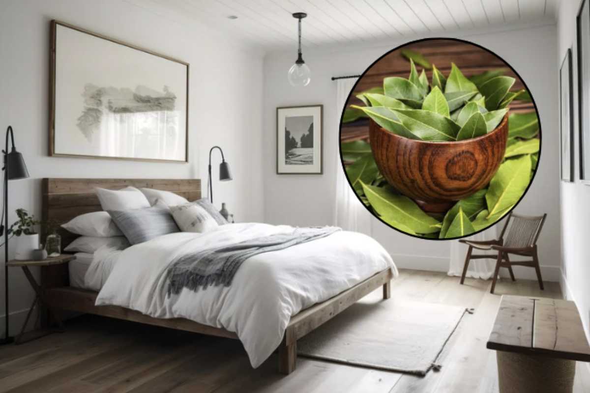 Posizionare una foglia di alloro nella camera da letto è una pratica tradizionale che promette risultati sorprendenti per il benessere fisico e mentale.