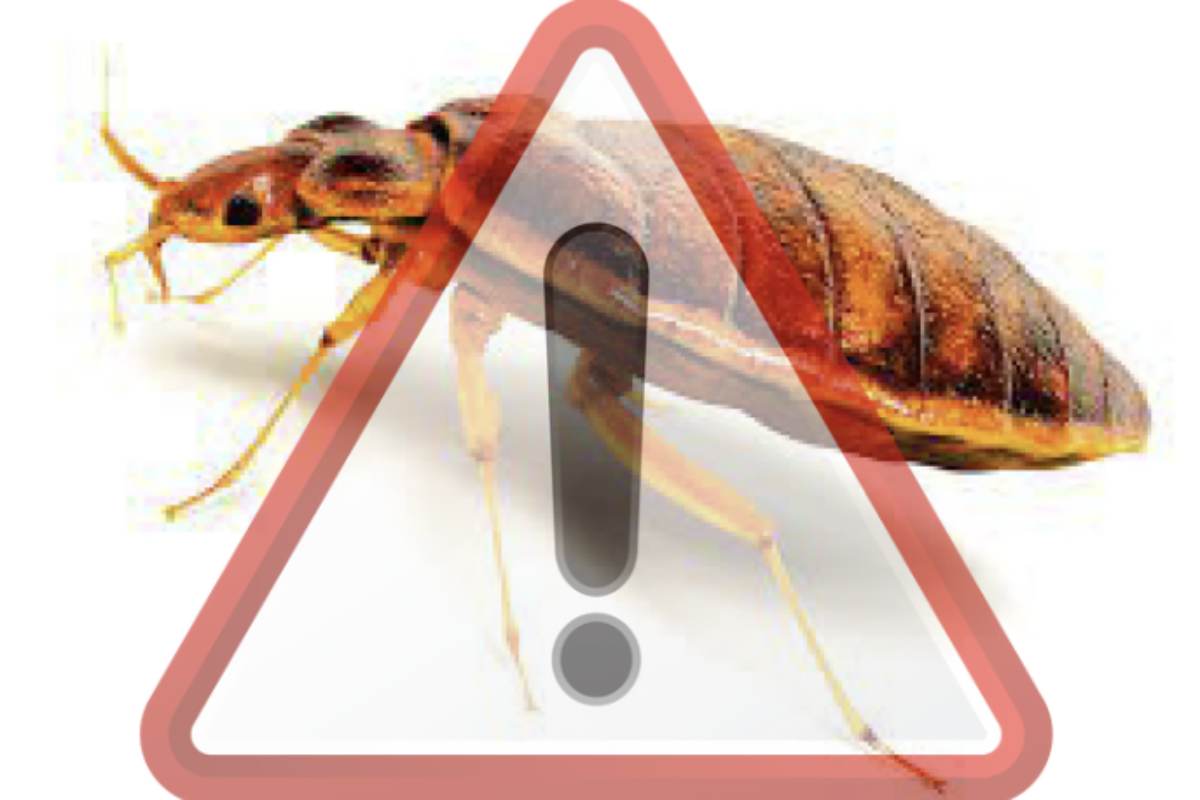 La loro presenza, però, non è limitata solo a questi periodi; a seconda della specie e delle condizioni climatiche,