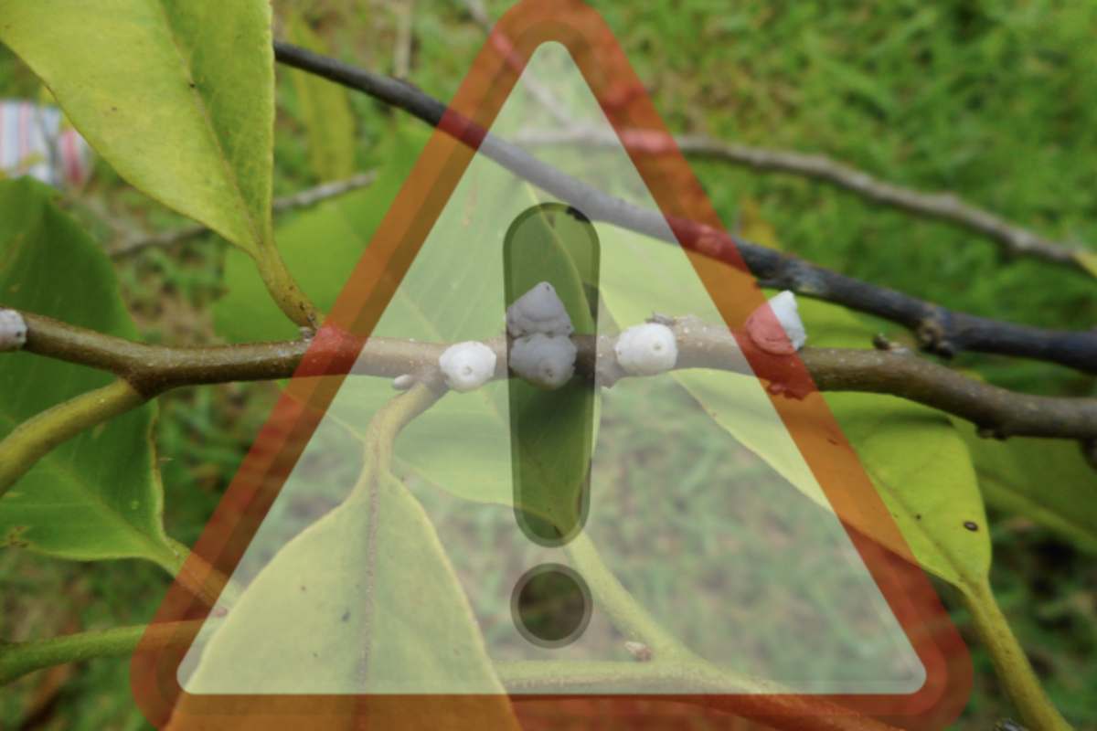 Questi insetti, noti per la loro capacità di danneggiare gravemente le piante, possono infestare qualsiasi tipo di vegetazione