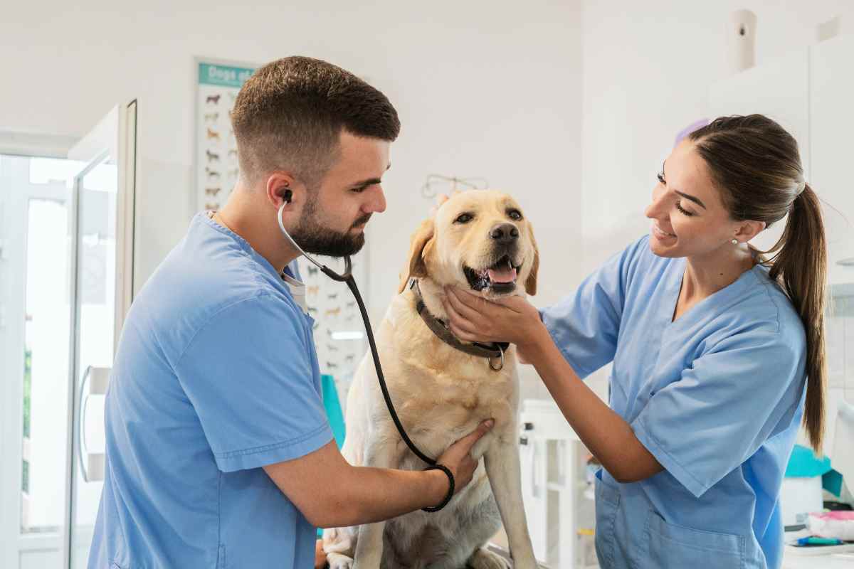 Stipendi dei veterinari italiani