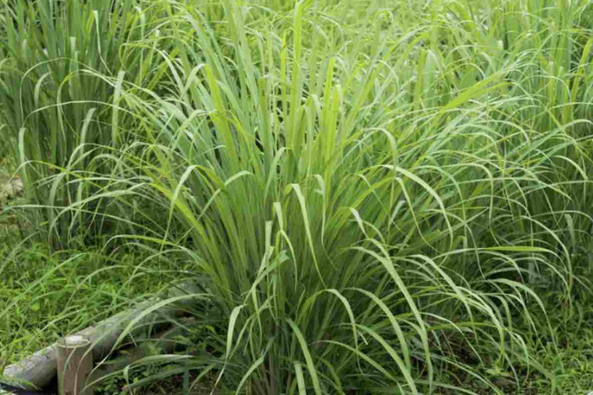 Chiunque possieda un giardino sa quanto possa essere frustrante affrontare il problema delle zanzare, specialmente durante le calde serate estive