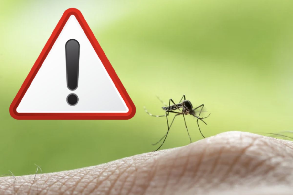 Chiunque possieda un giardino sa quanto possa essere frustrante affrontare il problema delle zanzare, specialmente durante le calde serate estive