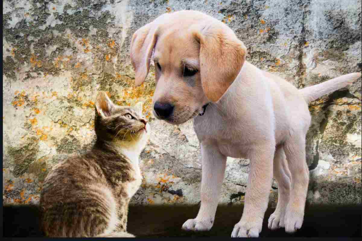 Finalmente il bonus perfetto per chi ama gli animali: di che si tratta