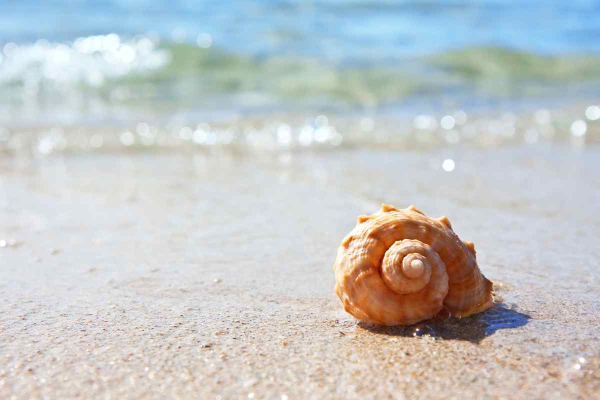 Allarme sulle spiagge: non raccogliete questa conchiglia