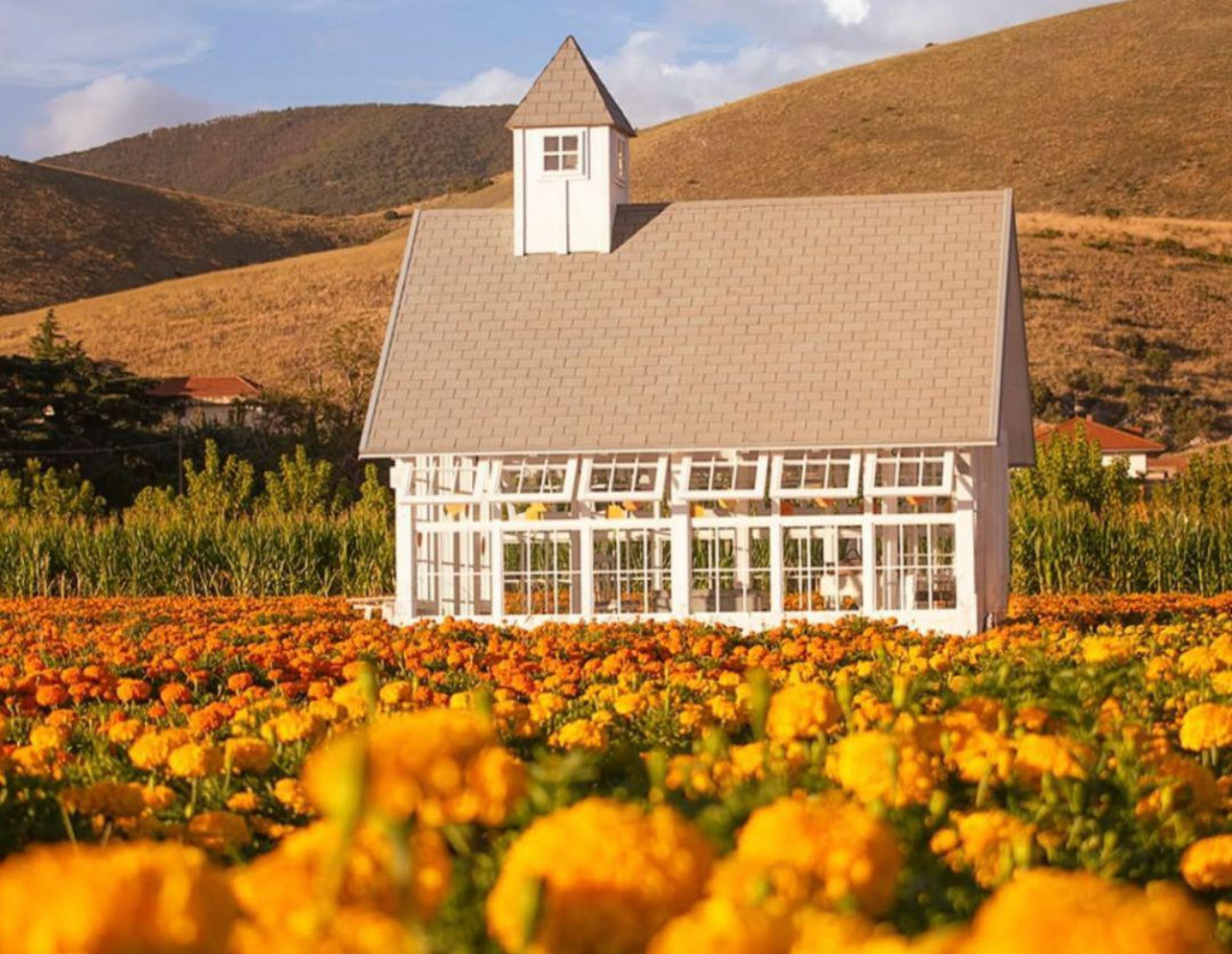 In Campania il primo campo di fiori di tagete in Italia con yoga, meditazione e cassetta delle lettere